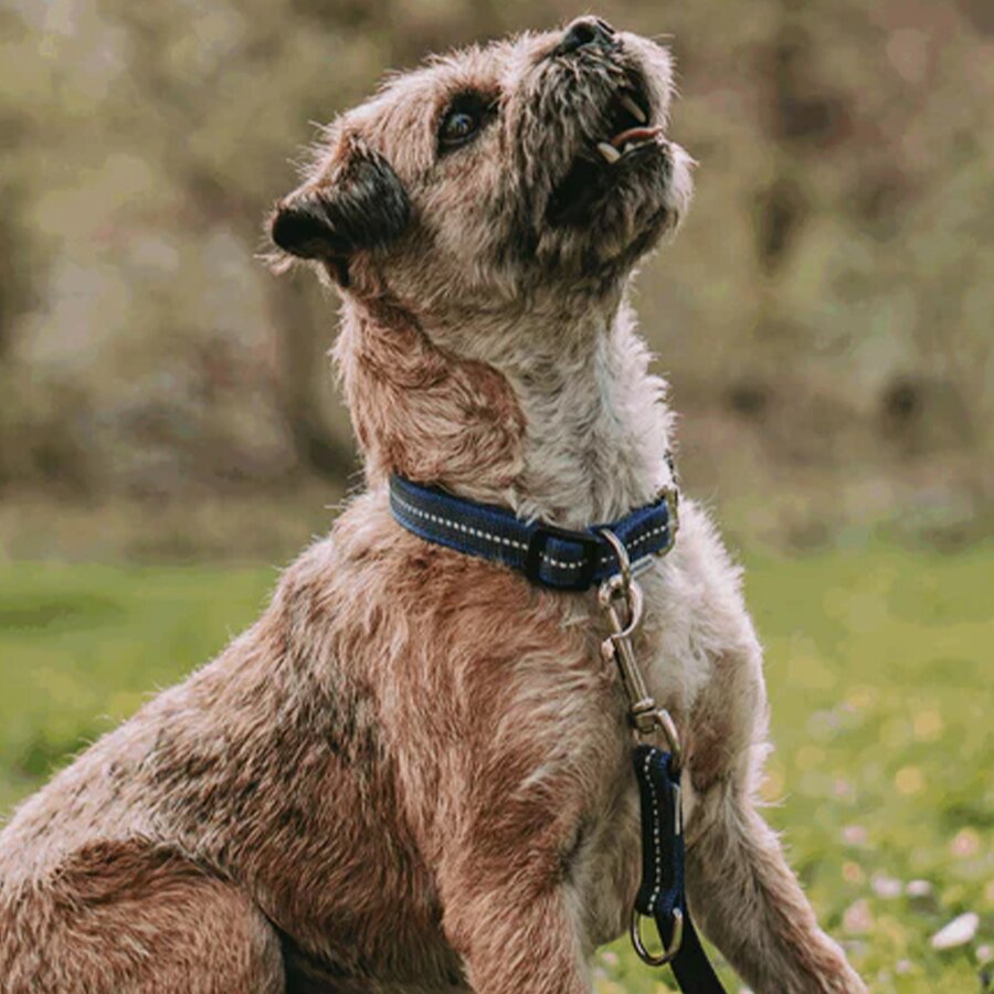 Halsband und Leine dunkelblau