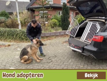 einen Hund adoptieren