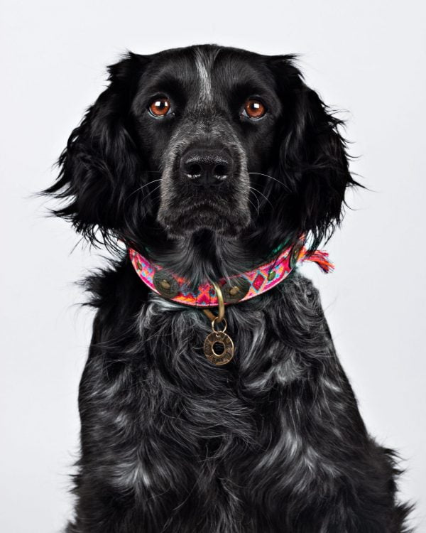 dog with a mission boha rosa halsband