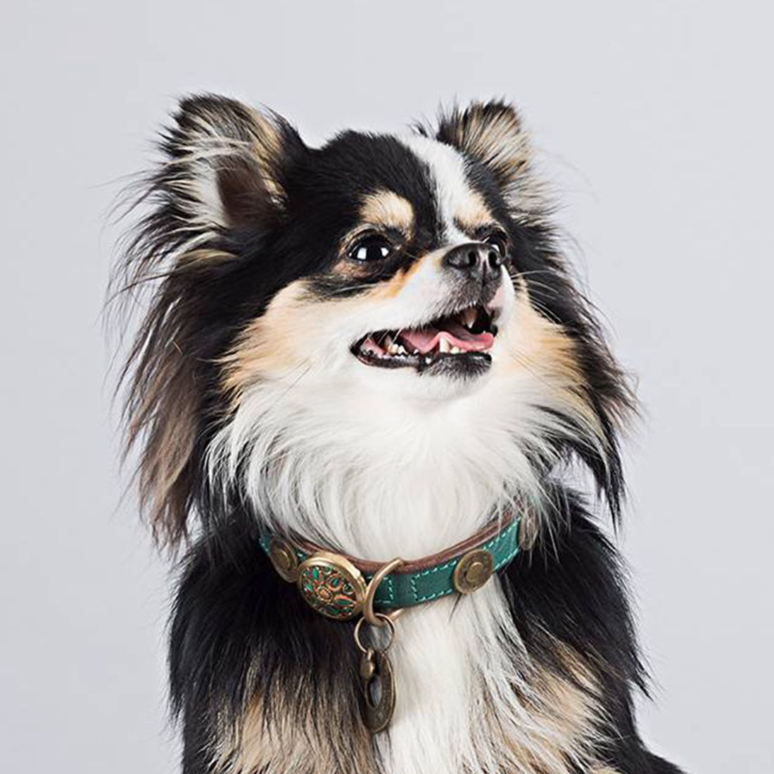 rebel halsband van Dog With Zichtbare kwaliteit.
