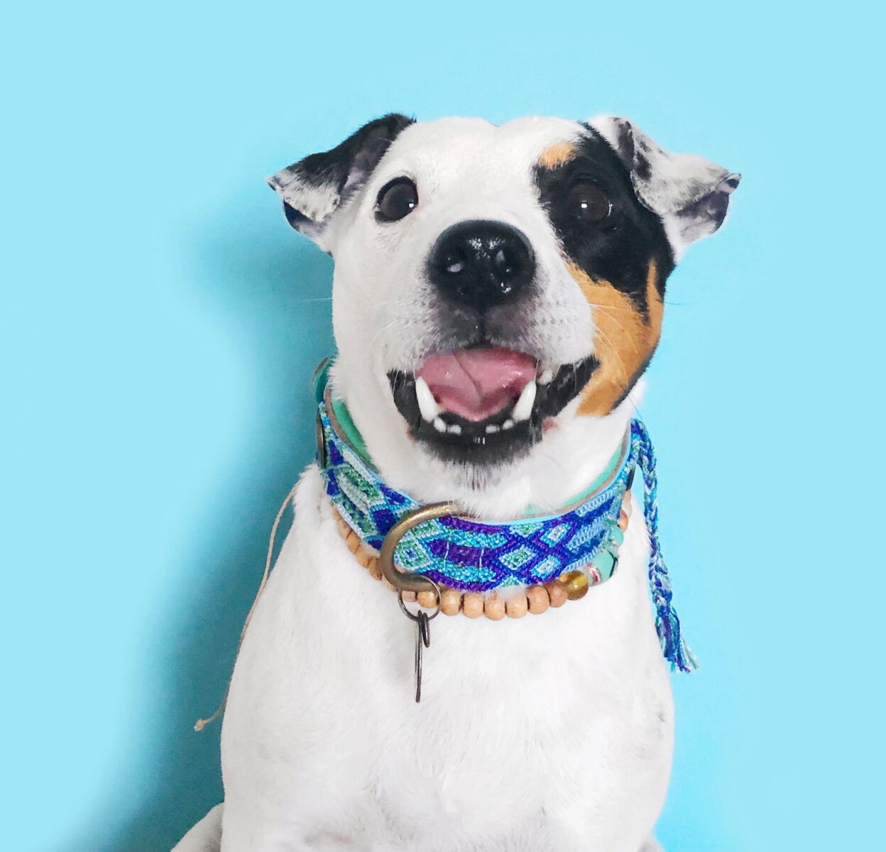 Overblijvend Stijgen getuigenis DWAM gypsy blue halsband van Dog With A Mission. Zichtbare kwaliteit.