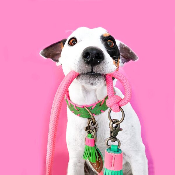 Dog with a mission Georgia halsband