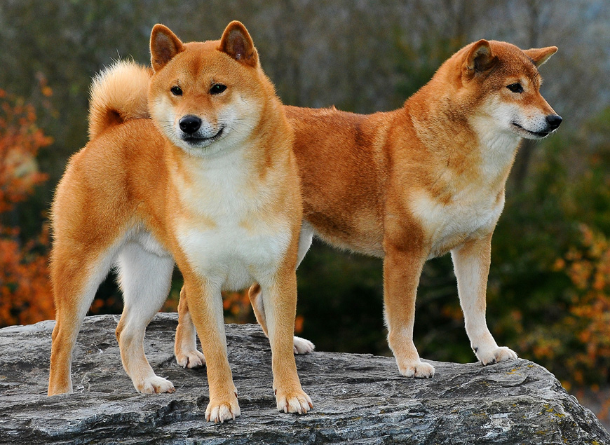 Японская порода сиба ину. Сиба ину. Японская порода собак сиба-ину. Порода Шиба ину. Сиба Шиба ину.