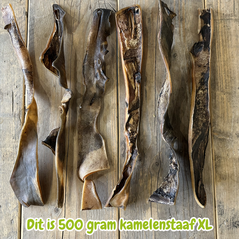 Kamelenstaaf XL - Afbeelding 2