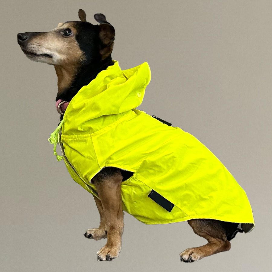 beste honden regenjas