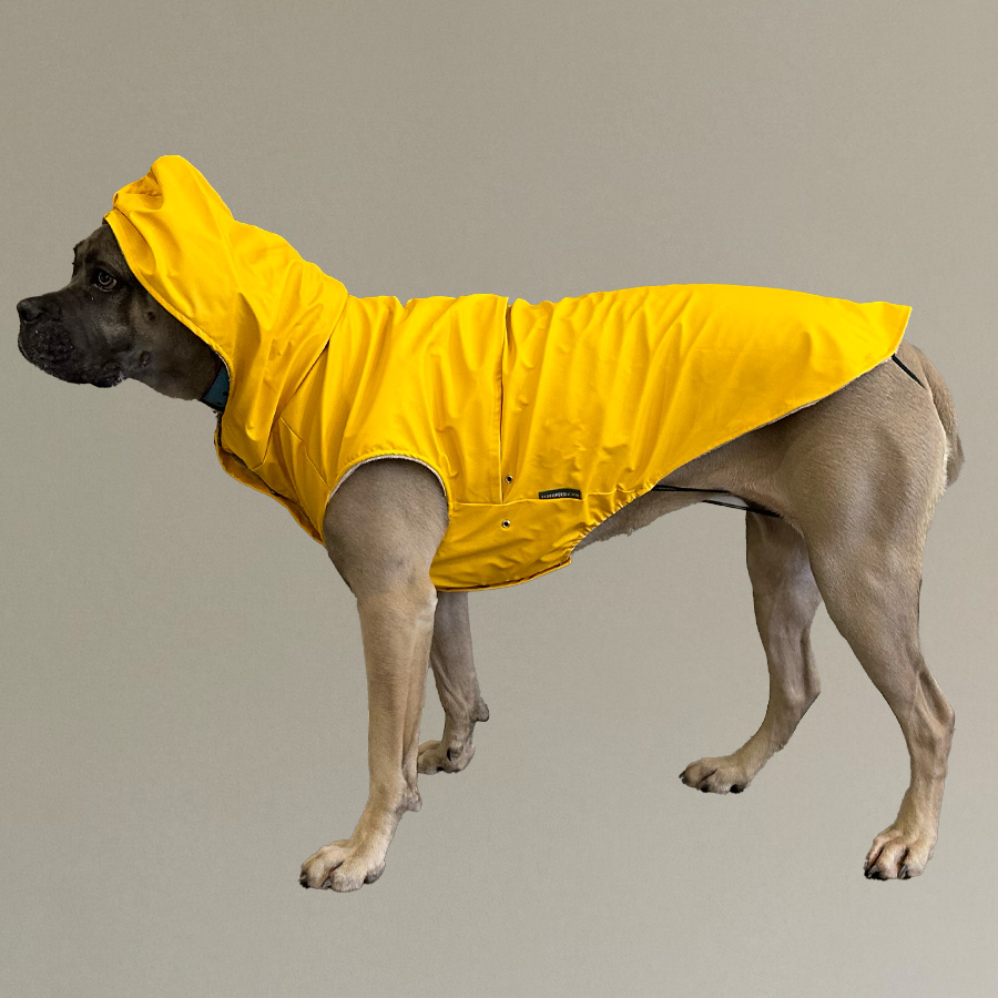 regenjasje hond