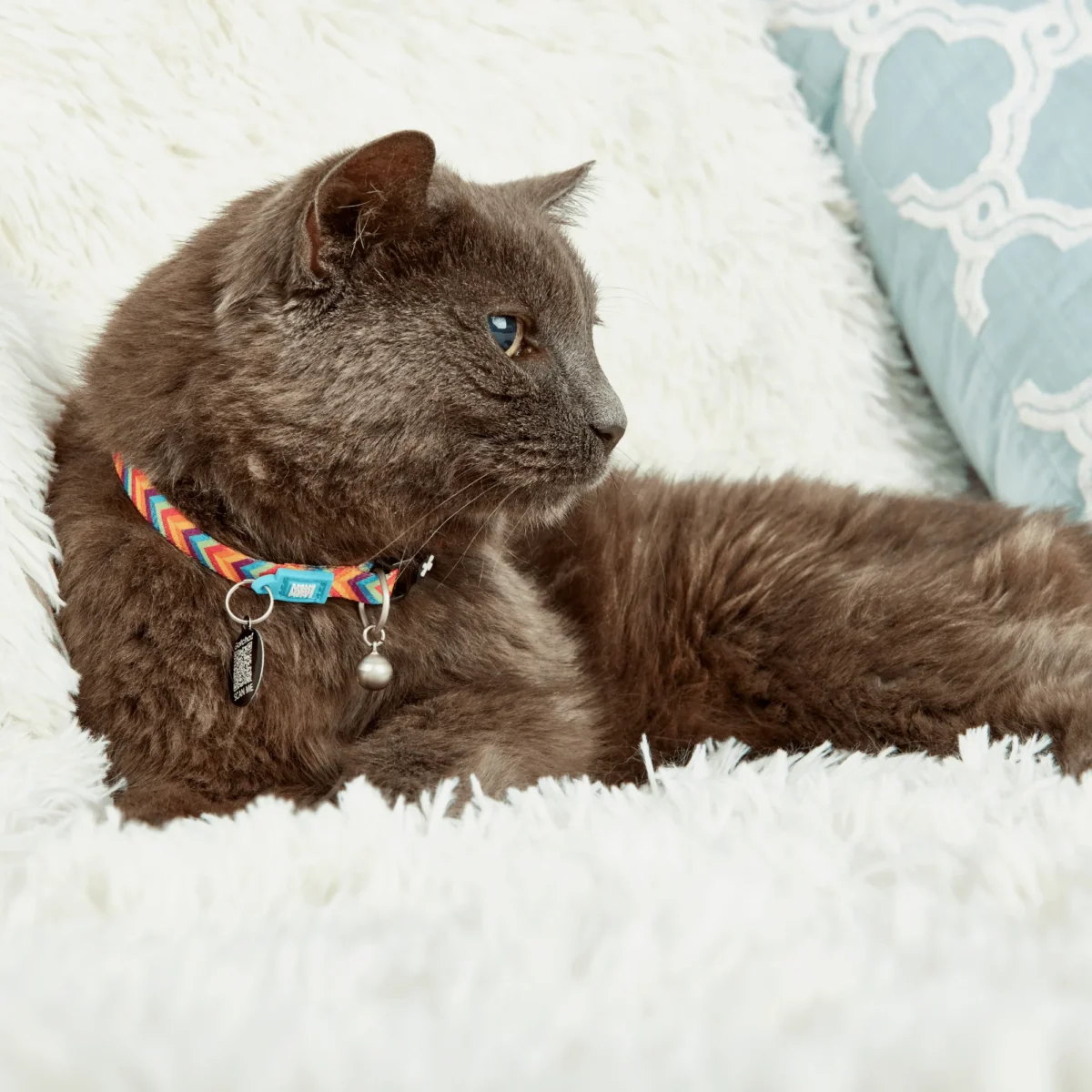 summertime cat collar halsband