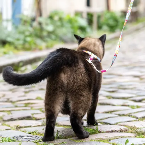 Kattentuigje met looplijn donuts