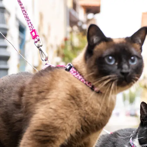 Kattentuigje harnass met looplijn leopard