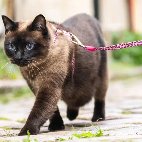 Kattentuigje harnass met looplijn leopard
