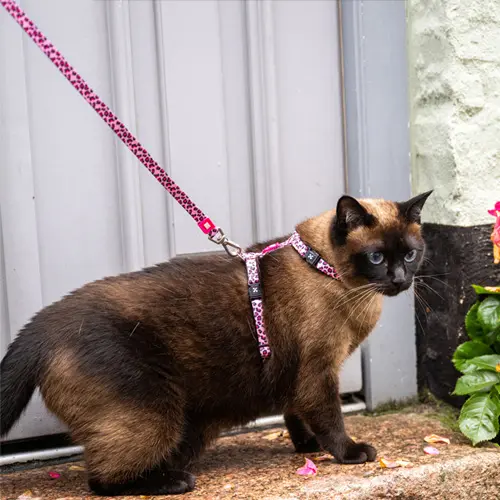 Kattentuigje harnass met looplijn leopard